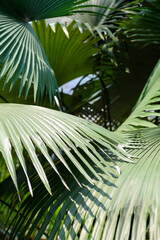 Wall Mural - Abstract background texture of tropical leaves, green palm family
