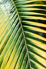 Wall Mural - Abstract background texture of tropical leaves, green palm family