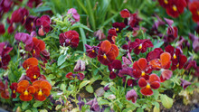 Red Pansy Flowers On The Spring Garden
