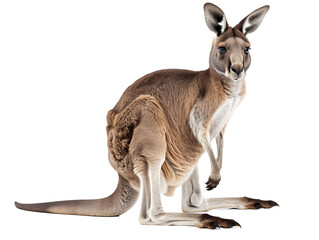Wall Mural - A Full Body Kangaroo with a Transparent Background PNG