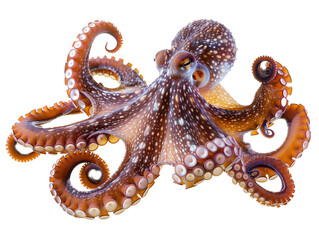 Wall Mural - A Full Body Octopus with a Transparent Background PNG