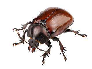 Wall Mural - A Full Body Beetle with a Transparent Background PNG