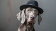 portrait of weimaraner dog in stylish hat, canine isolated on clean background hyper realistic 