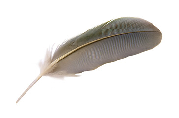 beautiful macaw parrot feather bird isolated on white background