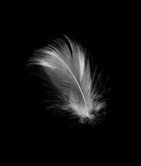 Wall Mural - white feather isolated on black background