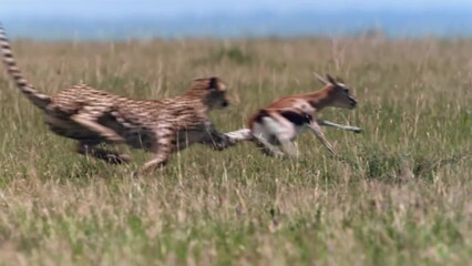 Wall Mural - wild cheetah catches prey slow motion