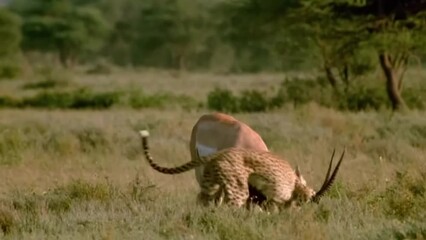 Wall Mural - wild cheetah attacks gazelle