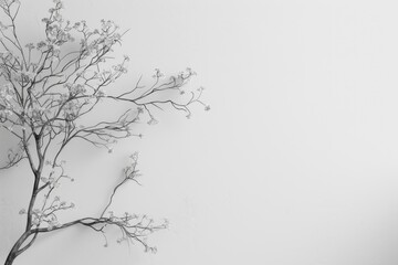 Wall Mural - soft white wall with beautiful tree branches. wall mockup with copy space