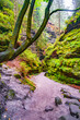 Magical enchanted fairytale forest with fern, moss, lichen, gorge and sandstone rocks at the hiking trail Malerweg, Sweden Holes in the national park Saxon Switzerland, Saxony, Germany