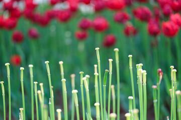 tulips in spring