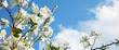 dreamy background of spring white blossom tree. selective focus