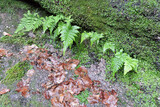 Fototapeta Zwierzęta - A close-up of green leaves of a wood fern and liverworts