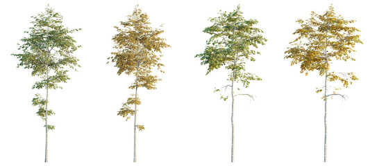 Aspen tree 4k png cutout transparent background