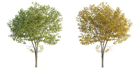 tulip tree 4k png cutout transparent background