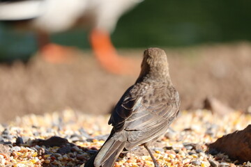 intimidated small bird