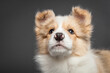 cute border collie puppy dog close head portrait on a gray background in the studio