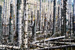 Bare dead trees in a dense forest