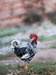 Beautiful Rooster standing on the grass in blurred nature green background.Concept like a boss. cool man.The winner.The greatest fighter.Rooster zodiac year.Year of rooster.