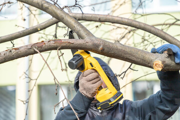 Wall Mural - Gardener cuts branch on a tree, with using small handheld lithium battery powered chainsaw. Season pruning. Trimming trees with chainsaw in backyard home. Season cut tree.