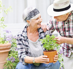 Sticker - Senior couple, happy and plant in garden for love, environment and sustainability in home. Man, woman and flowers outside for eco friendly, gardening and zen for retirement or weekend in spring