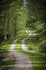 Canvas Print - Forest path, Burda mountains, Slovakia