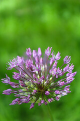 Wall Mural - beautiful spring bloom, flowering ornamental onion (Allium), purple flowers in the garden