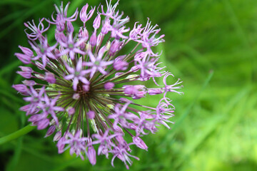 Wall Mural - beautiful spring bloom, flowering ornamental onion (Allium), purple flowers in the garden