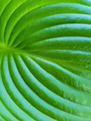 Close up of Green Leaf Texture Background. Vein of Drozen leaves. Green Nature Background. Macro Khosta leaf.