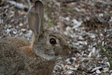 Close up of wild rabbit on woodchip mulch in garden. Rabbits are an agricultural and environmental pest in New Zealand. 