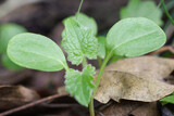 Fototapeta  - Closeup of a Lunaria seedling