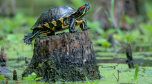 A Turtle Is Standing On A Log In A Pond. The Turtle Is Black And Yellow. The Pond Is Green And Has Some Plants Growing In It. A Yellow Bellied Slider Turtle Resting On A Cypress Tree Stump