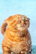 Portrait of a ginger kitten walking in the snow in winter during a snowfall. Cat in a snowstorm. Vertical banner