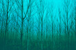Young forest on a foggy spring morning. Natural background