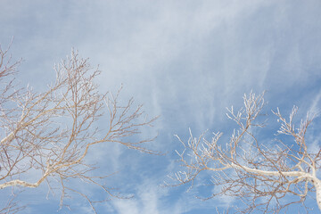 Wall Mural - looking up at frost covered trees against a cloudy blue sky in winter