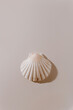 Seashell on white background with soft white shadows