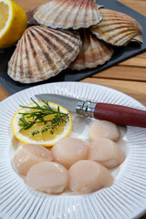 Wall Mural - Atlantic bay scallops coquille St. James sea shells, catch of the day in Normandy or Brittany, France is shells and cleaned