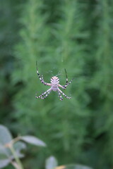 spider on a web
