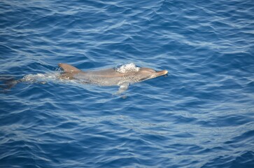 Wall Mural - Wild delphins near Tenerife swimming