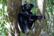 Ein Indri in einer Astgabel sitzend