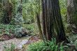 Giant redwood trees on the banks of the stream in California