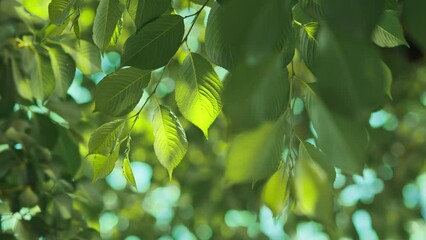 Wall Mural - Close up - Leaves of the tree, Spring and summer, Young green spring tree background