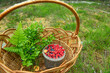 wild berries raspberries and blueberries and wild chanterelle mushrooms in a basket in the forest. Collected forest mushrooms and berries. gathering