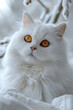 Un gato persa blanco con ojos dorados
