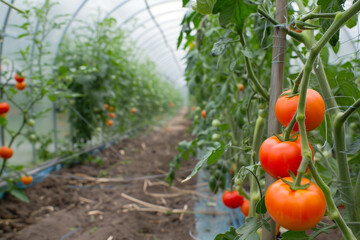 Wall Mural - Beautiful red ripe tomatoes grown in a greenhouse. Rows of ripe homegrown tomatoes before harvest. Organic farming