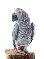 Canvas Print - African grey parrot