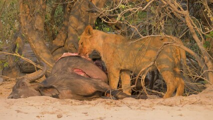 Wall Mural - lioness (panthera leo) feeding on a just killed cape buffalo (syncerus caffer)