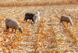 Sheep grazing in a cornfield in autumn. Farm animals at agricultural field
