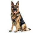 © MOVE STUDIO - german shepherd dog at white background