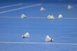 A group of badminton Shuttlecocks are scattered on a blue court. The Shuttlecocks are laying on the ground. Concept of training badminton with playfulness and leisure