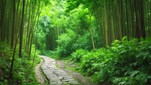 A Stone Walkway Leads Through A Dense Bamboo Forest, Offering A Peaceful And Scenic Path, A Path Winding Through A Thick Bamboo Forest